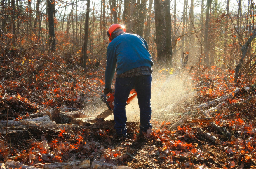 Werknemer in jeans en blauw shirt met oranje veiligheidshelm en handschoenen die hout zaagt met een kettingzaag op een herfstachtige open plek in het bos. Link leidt naar onze kettingzaag-beschermkleding.