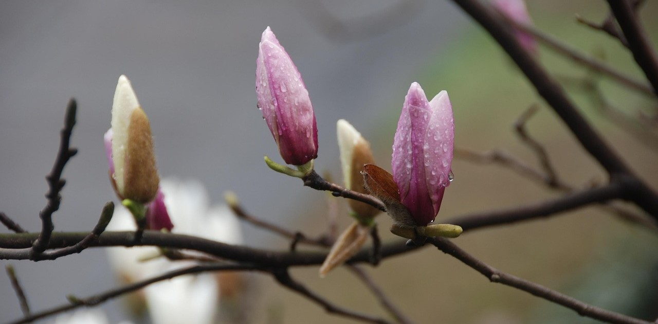 Een paar magnolia's met bloemknoppen in delicate roze tinten. De achtergrond is wazig en groen. Regendruppels kleven aan de bloemblaadjes.